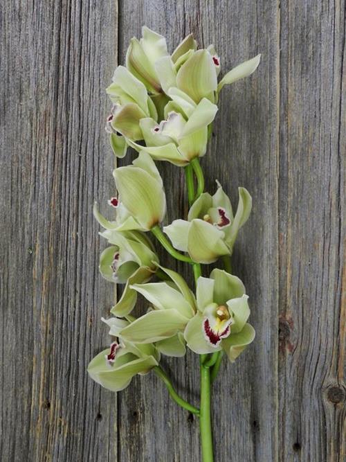 12-GREEN CYMBIDIUM